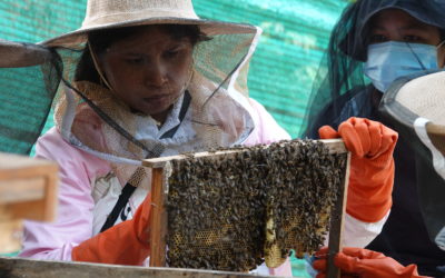 Bees for the Bayon School’s moms